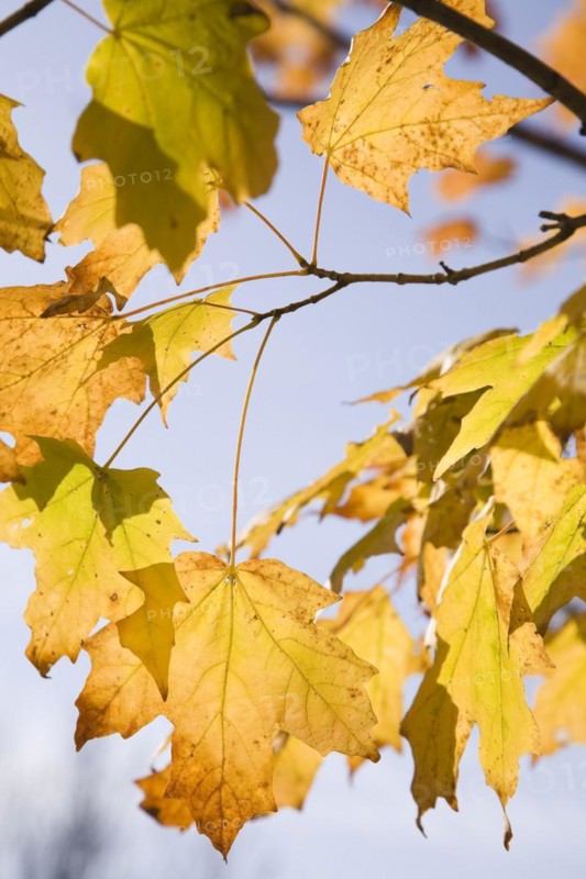 Close-up of backlit yellow Acer -Maple tree branches and leaves in autumn, Montreal, Quebec, Canada, North America