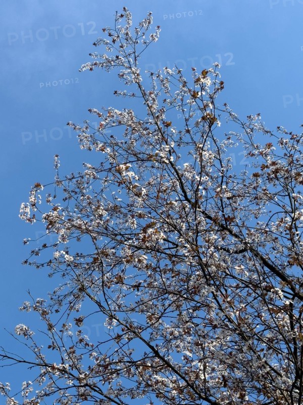 Red-leaved beech copper beech (Fagus sylvatica Atropurpurea) Purple beech variant of copper beech, large tree deciduous tree sprouts white flowers at the beginning of spring, behind it cloudless blue sky, Germany, Europe