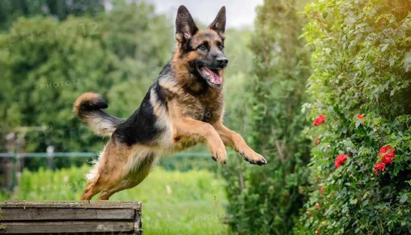Pets, Dog, German Shepherd, AI-generated, AI generated