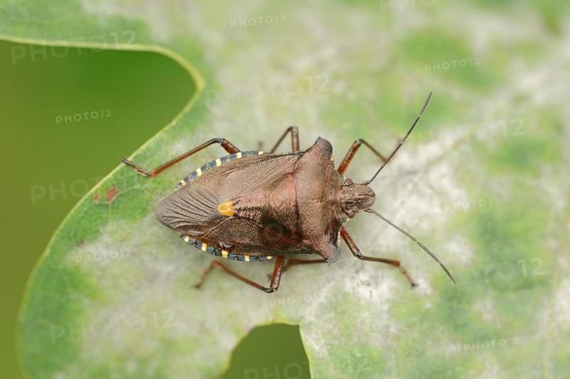 Forest bug (Pentatoma rufipes), North Rhine-Westphalia, Germany, Europe