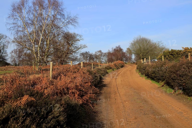 Sandy path through heathland, Suffolk Sandlings, Shottisham, Suffolk, England, United Kingdom, Europe