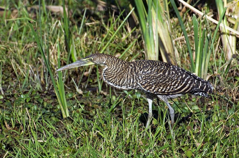 Bare-throated tiger heron (Tigrisoma mexicanum) stalking prey in swamp, Central America