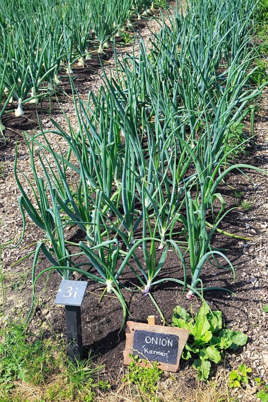 Onions growing in vegetable garden, Sissinghurst castle gardens, Kent, England, UK, Karmen variety