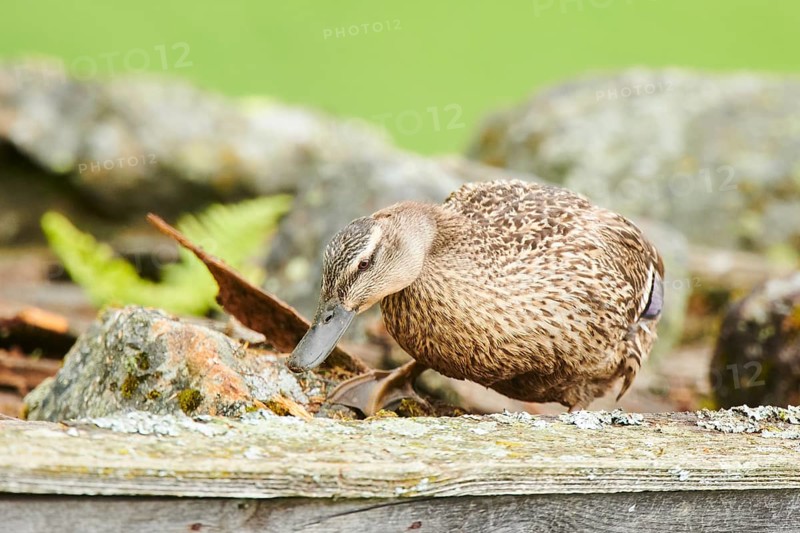 Wild duck (Anas platyrhynchos), female, looking for food in wrotten wood, tirol, Kitzbühel, Wildpark Aurach, Austria, Europe