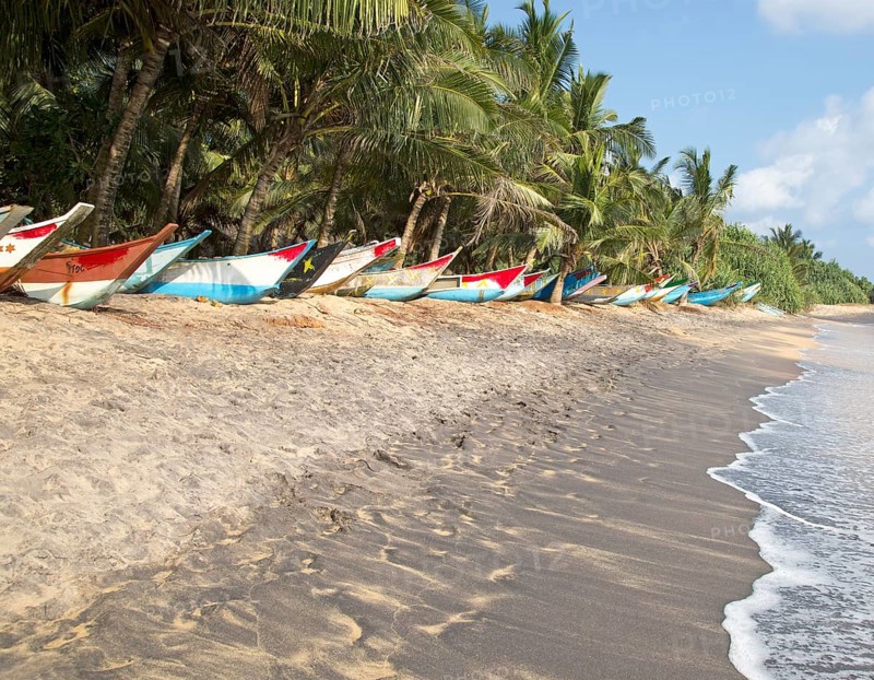 Brightly coloured fishing canoes under coconut palm trees of tropical sandy beach, Mirissa, Sri Lanka, Asia
