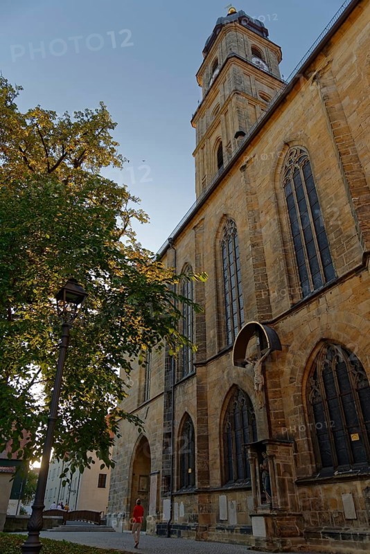 The evening sun illuminates the church Basilica of St Martin next to a tree and a quiet street, Amberg, Upper Palatinate, Bavaria, Germany, Europe