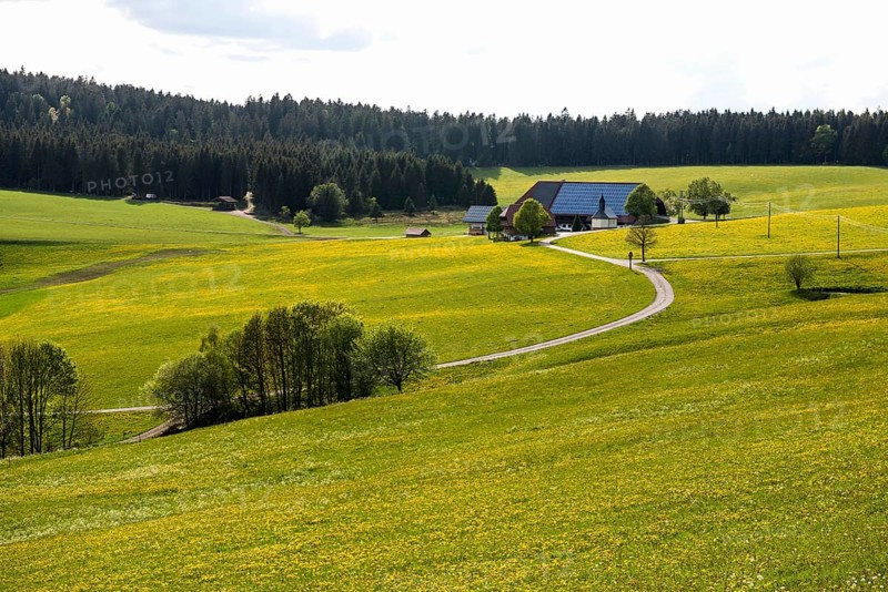 Farms and flowering meadow, Thurner, near St Märgen, Black Forest, Baden-Württemberg, Germany, Europe