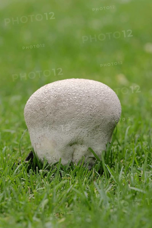 Hasenstäubling or Hasenbovist (Handkea utriformis, Calvatia utriformis), North Rhine-Westphalia, Germany, Europe