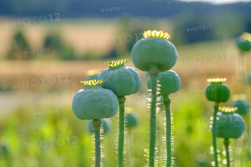 Poppy, (Papaver somniferum), poppy capsule, poppy field, Waldviertel grey poppy, poppy village Armschlag, Waldviertel, Lower Austria, Austria, Europe