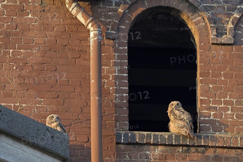 Eurasian eagle-owl (Bubo bubo), fledglings, in an old window of the Malakow tower, industrial wasteland, Ewald colliery, Herten, Ruhr area, North Rhine-Westphalia, Germany, Europe