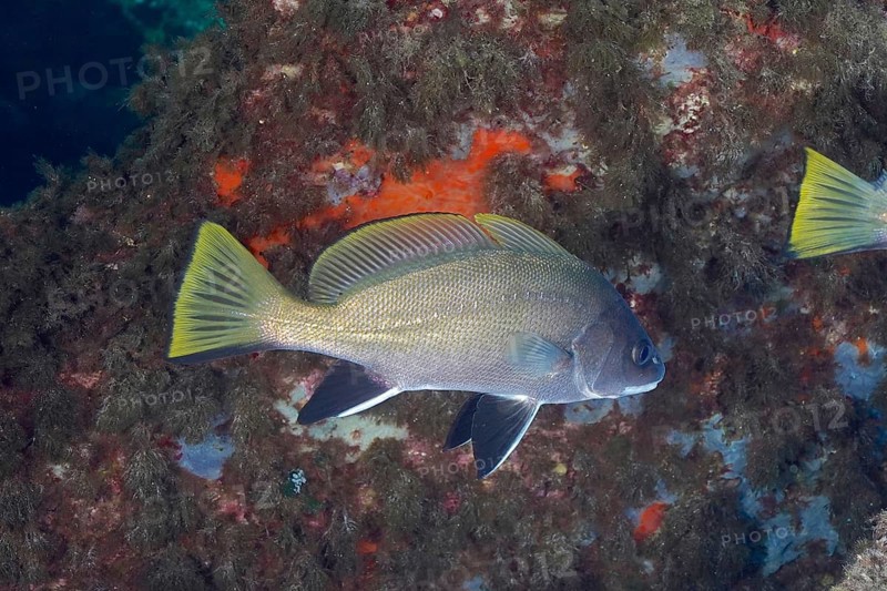 Brown meagre (Sciaena umbra) in the Mediterranean Sea near Hyères. Dive site Giens Peninsula, Côte d'Azur, France, Europe