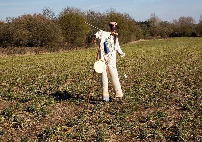 Scarecrow standing in field, Lindsey, Suffolk, England, UK