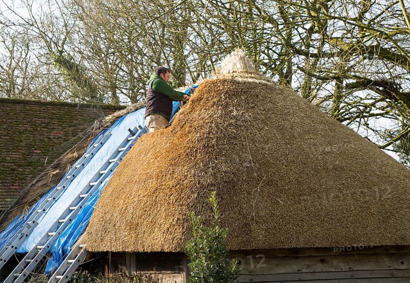 Thatcher working on roof of house, Alton Priors, Wiltshire, England, UK