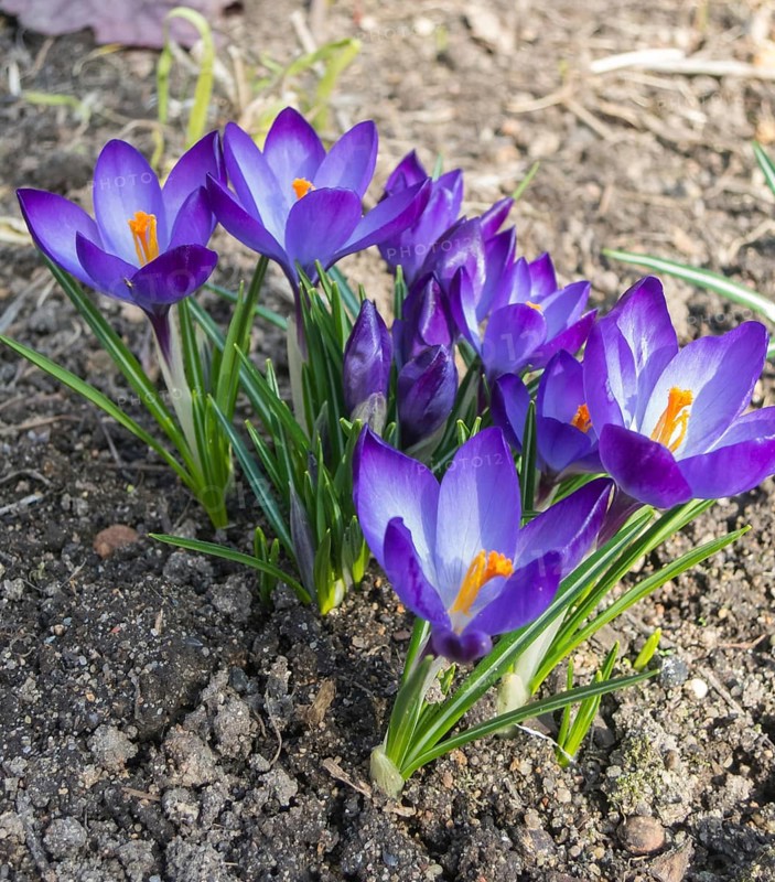Crocuses blooming in the botanical garden in spring