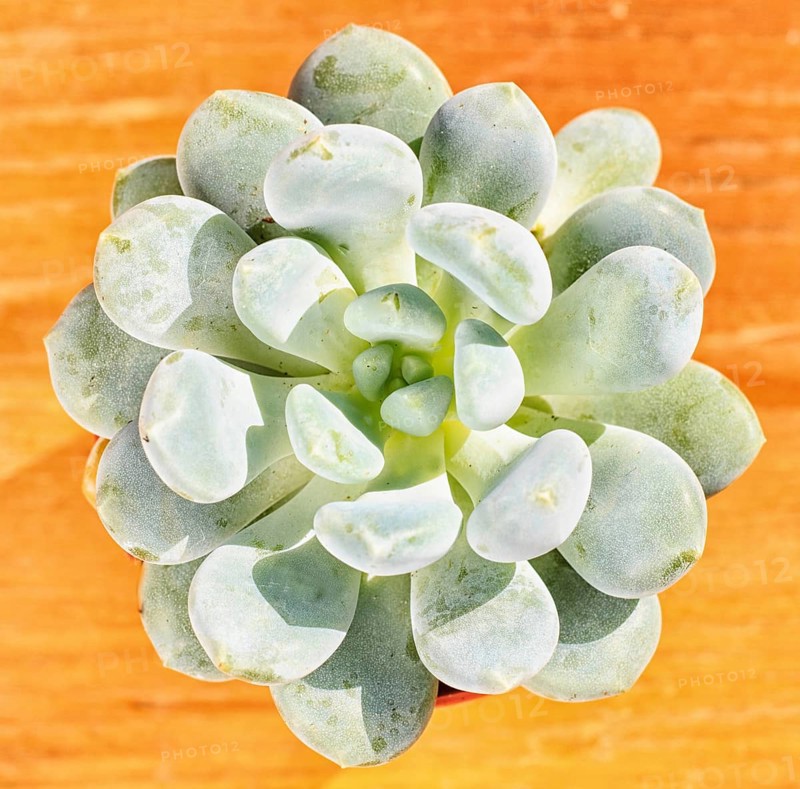 Beautiful little plant, succulent in a small flower pot. on the wooden background