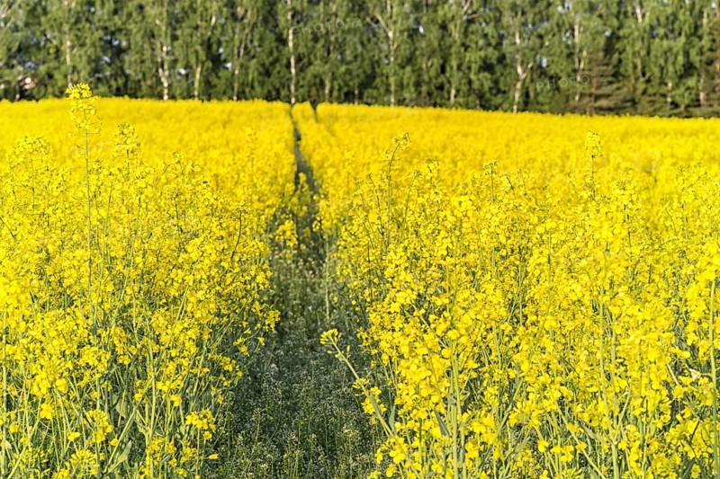 A yellow canola field with green tractor track and forest on background