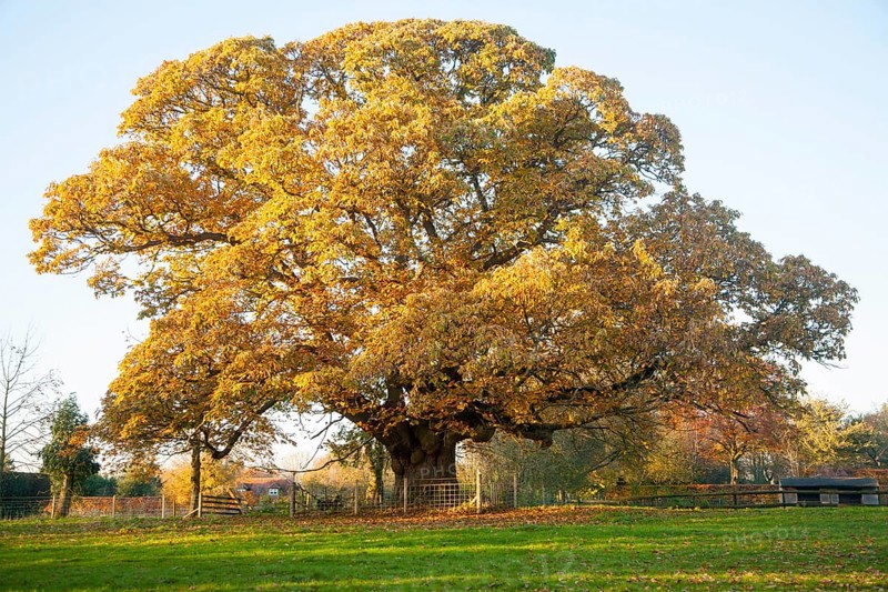 Orange brown sweet chestnut tree, Castanea saliva, autumn leaves Woodborough, Wiltshire, England, UK