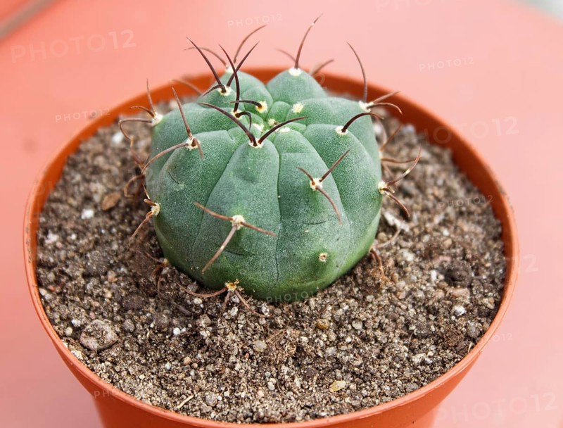 Beautiful succulent plant in greenhouse. Closeup, floral patterns, selective focus