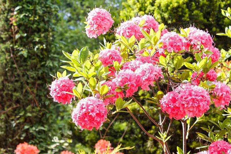 Decorative trees. shrubs and flowers in the garden: spruce, arborvitae, pine, fir, juniper, rhododendron. Beautiful landscape design