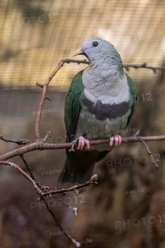 Black-chinned Fruit Dove (Ptilinopus leclancheri), Walsrode Bird Park, Lower Saxony, Germany, Europe