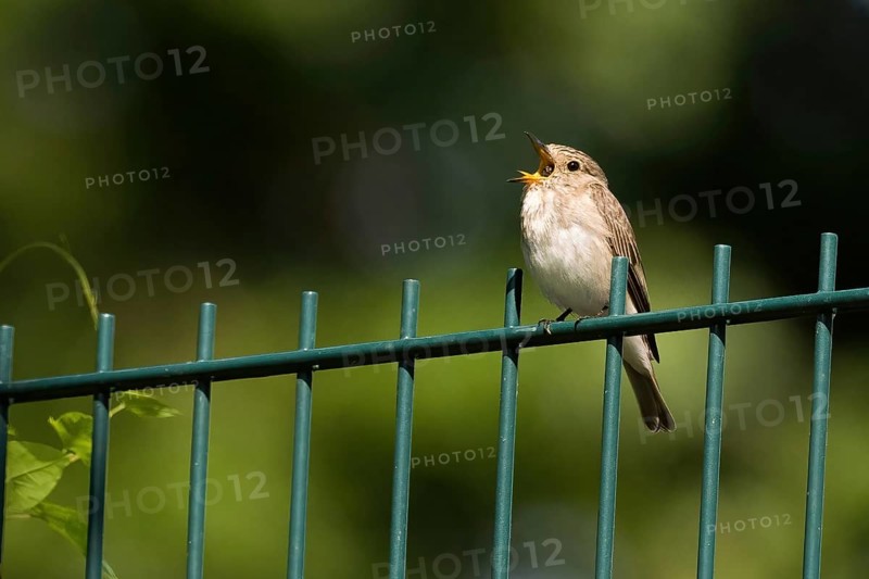 A spotted flycatcher (Muscicapa striata) sitting on a green wire fence, regurgitating spitballs, Hesse, Germany, Europe