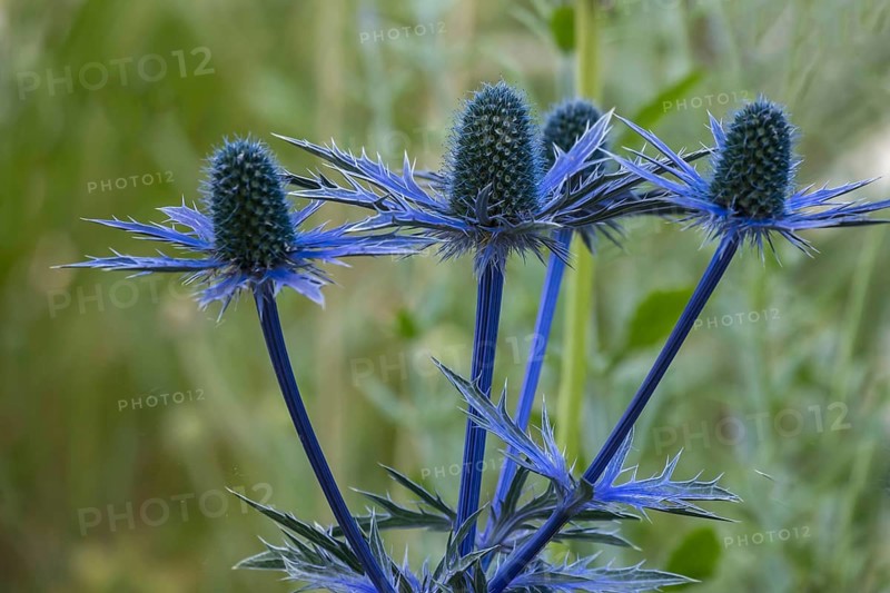 Eryngium planum, blue hobbit, sea holly, thistle, Münsterland, North Rhine-Westphalia, Germany, Europe