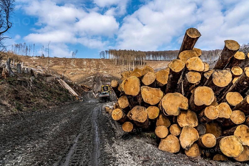 Cleared forest area north of the village of Öventrop, district of Arnsberg, dead spruce stands were felled, dead trees due to bark beetle infestation, Arnsberg Forest, North Rhine-Westphalia, Germany, Europe
