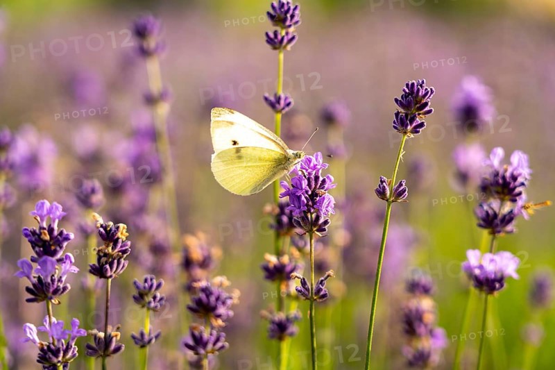 Small white, butterfly, on lavender fields in East Westphalia Lippe, OWL, near the village of Fromhausen, near Detmold, the company Taoasis, has been planting organic lavender since 2017, for the extraction of fragrances, the fields attract many thousands of visitors in summer, North Rhine-Westphalia, Germany, Europe