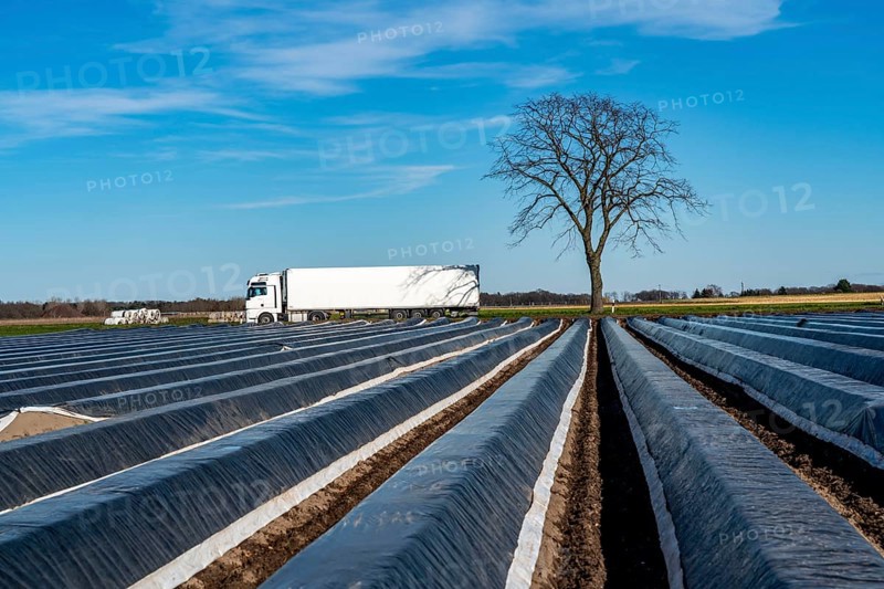 Agriculture on the Lower Rhine, early season, asparagus cultivation in spring, under plastic sheeting, foil tunnel, asparagus field, landscape under plastic sheeting, Walbeck, town of Geldern, North Rhine-Westphalia, Germany, Europe