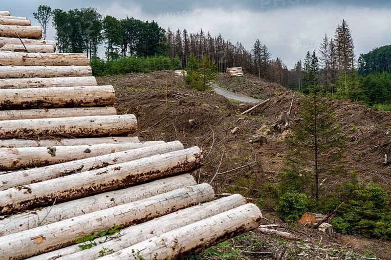 Forest dieback in the Arnsberg Forest nature park Park, over 70 per cent of the spruce trees are diseased, damaged, mostly by the bark beetle, which was able to spread due to drought and heat, climate change, attempts are being made to adapt the forest to climate change by replanting other tree species, near Hirschberg, North Rhine-Westphalia, Germany, Europe