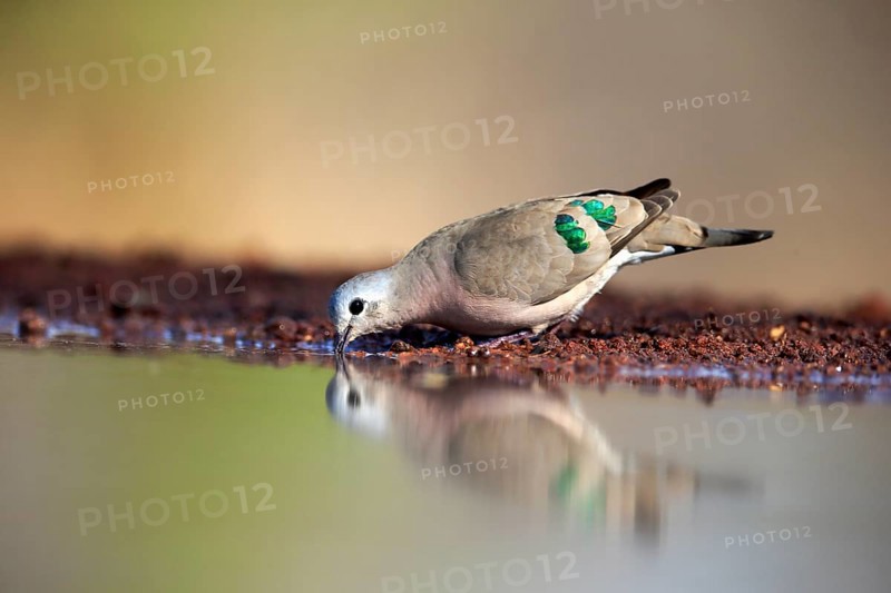 Emerald-spotted wood dove (Turtur chalcospilos), adult, at the water, drinking, Kruger National Park, Kruger National Park, Krugerpark, South Africa, Africa