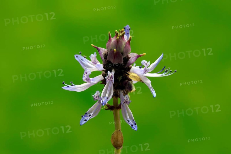 Piss-off plant (Plectranthus ornatus), cat repellent, flowering, Elllerstadt, Germany, Europe