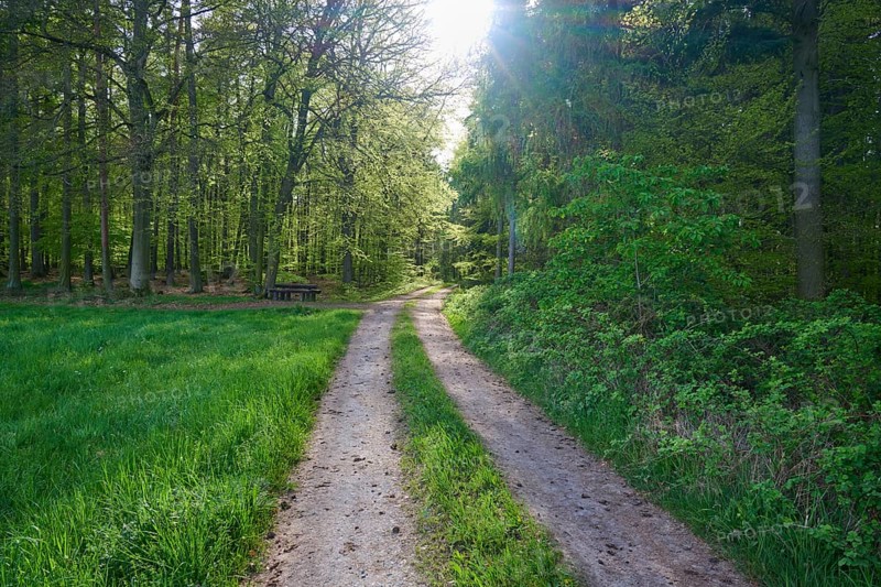 A sunlit forest path leading through a green clearing in a dense forest, Obernburg, Spessart, Odenwald, Bavaria, Germany, Europe