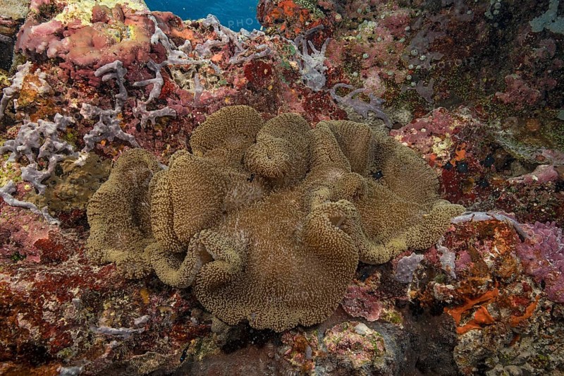 Carpet anemone (Stichodactyla haddoni) Sea anemone lies in colourful coral reef on stony corals (Scleractinia) Hard corals, Pacific, Yap Island, Yap State, Caroline Islands, FSM, Federated States of Micronesia, Australia, Oceania