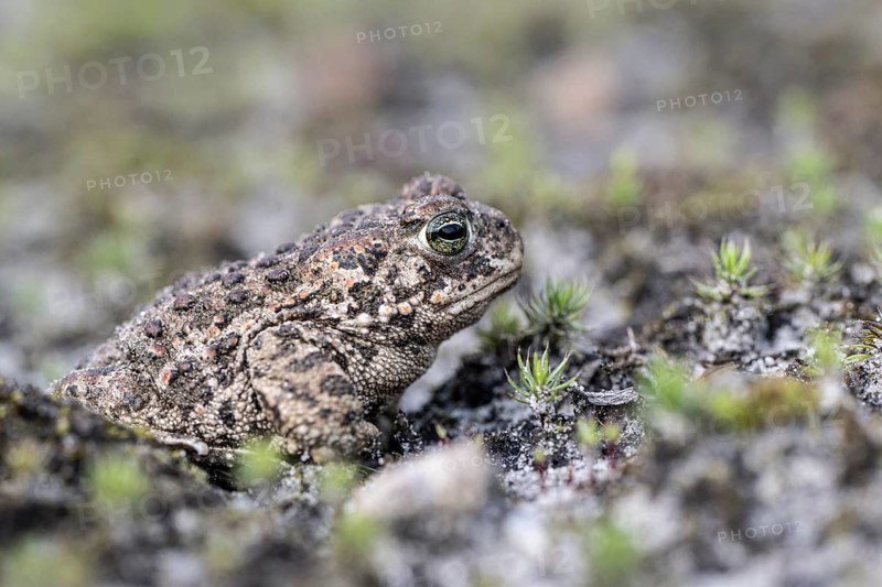 Natterjack toad (Epidalea calamita), Emsland, Lower Saxony, Germany, Europe