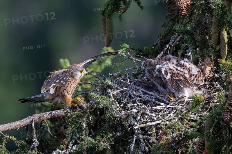Common kestrel (Falco tinnunculus) at the nest with young birds, Daun, Eifel, Rhineland-Palatinate, Germany, Europe
