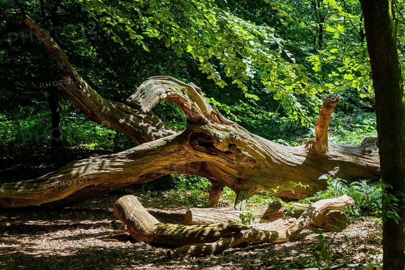 The Sababurg primeval forest, also known as the Reinhardswald primeval forest, is a nature and landscape conservation area that emerged from a hut forest. It is located near the Sababurg in the Reinhardswald in the northern Hessian district of Kassel, Reinhardswald, Reinhardswald, Hesse, Germany, Europe
