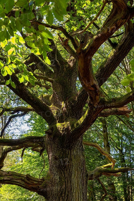 The Sababurg primeval forest, also known as the Reinhardswald primeval forest, is a nature and landscape conservation area that emerged from a hut forest. It is located near the Sababurg in the Reinhardswald in the northern Hessian district of Kassel, Reinhardswald, Reinhardswald, Hesse, Germany, Europe