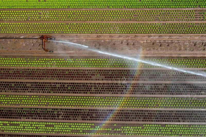 A field is artificially irrigated, water is sprayed onto the field via an irrigation system, field with different lettuce plants, in different stages of growth, North Rhine-Westphalia, Germany, Europe