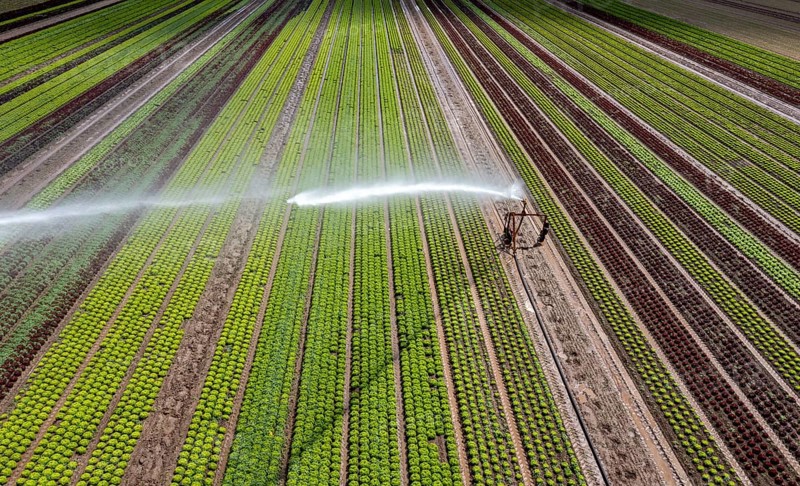 A field is artificially irrigated, water is sprayed onto the field via an irrigation system, field with different lettuce plants, in different stages of growth, North Rhine-Westphalia, Germany, Europe