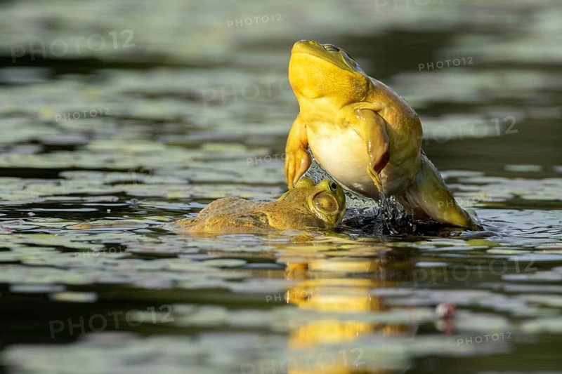 Bull frogs Lithobates catesbeianus. Male bull frog jumping on another male for a territorial fight during the breeding season. La Mauricie national park. Province of Quebec. Canada