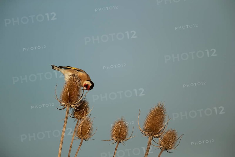 European goldfinch (Carduelis carduelis) adult bird on a Teasel (Dipsacus fullonum) seedhead, Lincolnshire, England, United Kingdom, Europe