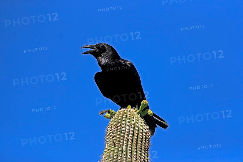 Chihuahuan raven (Corvus cryptoleucus), adult, calling, on saguaro cactus, Sonoran Desert, Arizona, North America, USA, North America