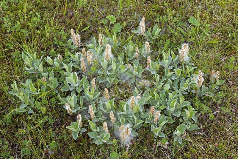 Woolly willow (Salix lanata), subarctic species of willow, deciduous shrub native to Iceland, Faeroe Islands and Finland, through to eastern Siberia
