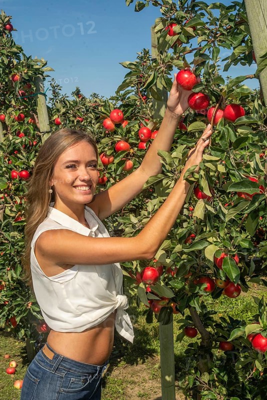 Young attractive blonde smiling woman picking apple in Scania fruit district, Kivik, Österlen, Scania, Sweden, Scandinavia, Europe