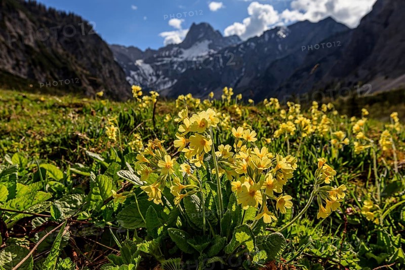 Meadow common cowslip (Primula veris) backlit in front of mountains, spring, Falzthurntal, Karwendel Mountains, Tyrol, Austria, Europe