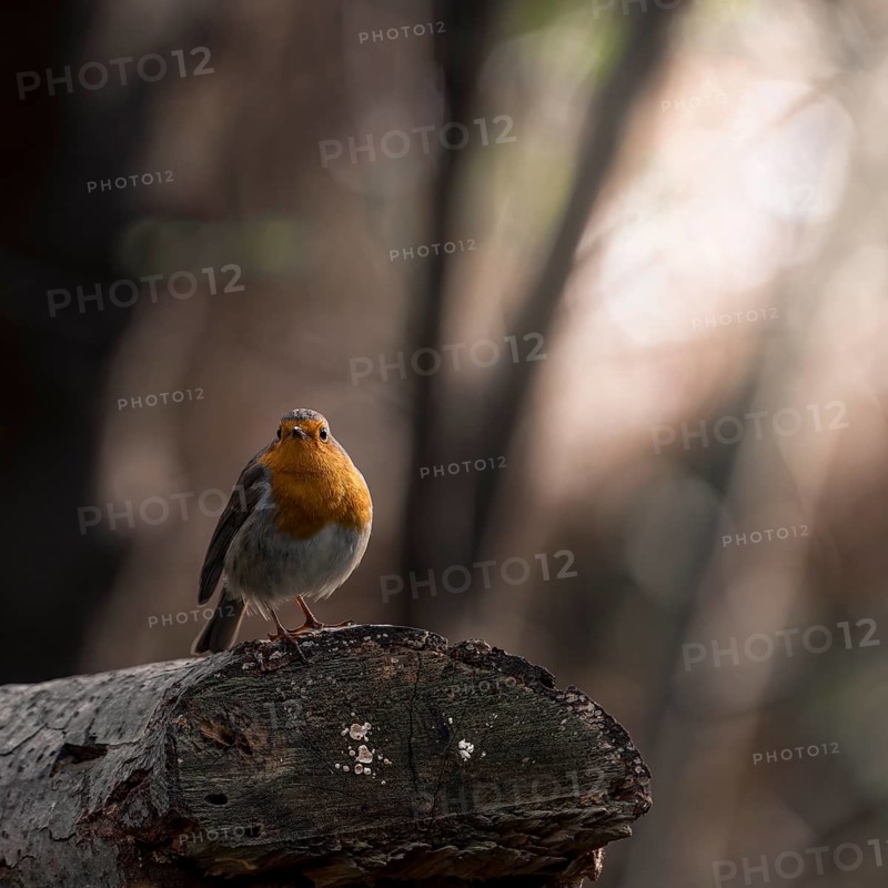 European robin (Erithacus rubecula) sitting on a sawn-off tree trunk, nature photography, animal, bird, Steinhuder Meer, Neustadt am Rübenberge, Lower Saxony, Germany, Europe