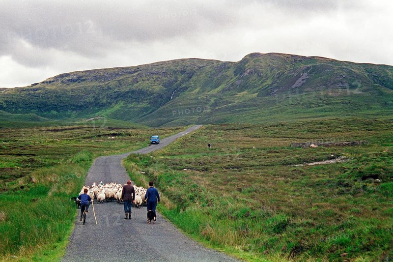 Sheep on the road, farmer, farmer's sons, boy, child, bicycle, County Donegal, Republic of Ireland, 29 July 1993, vintage, retro, old, historic