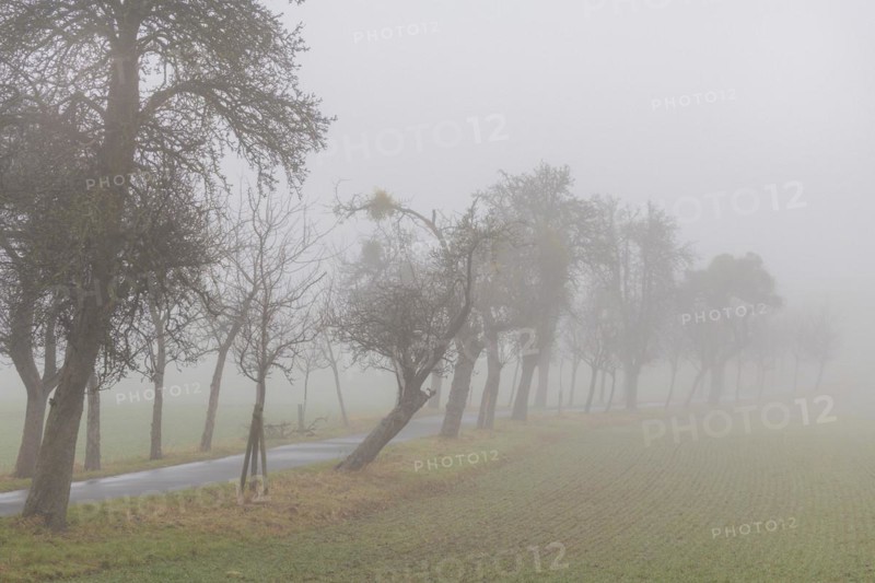 Foggy field path near Rathewalde in Saxon Switzerland, Rathewalde, Saxony, Germany, Europe