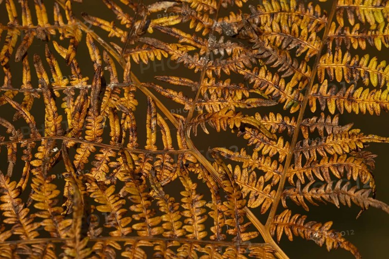 Bracken (Pteridium aquilinum) golden frond and leaves in the autumn, Suffolk, England, United Kingdom, Europe